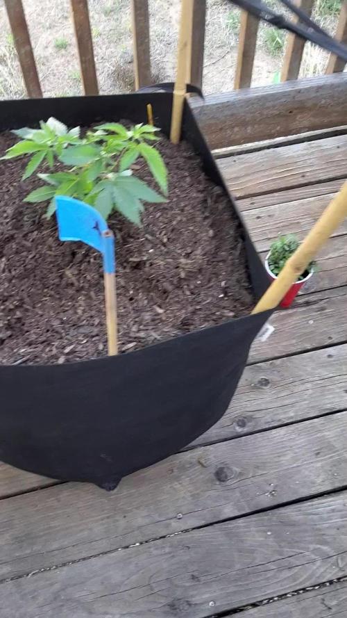Durban Poison CO grow 2026