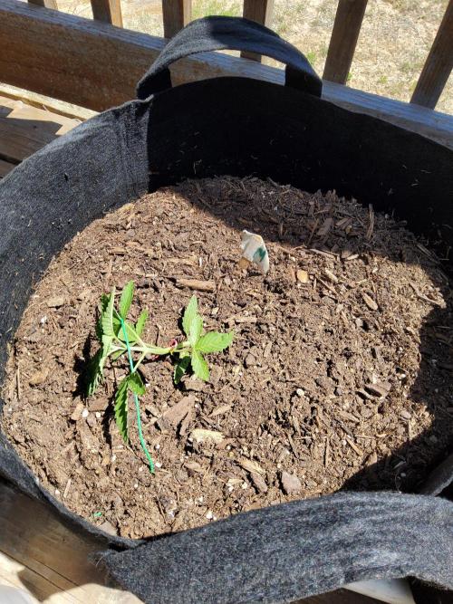 CO outdoor Northern Lights Auto 2026. Week 5
