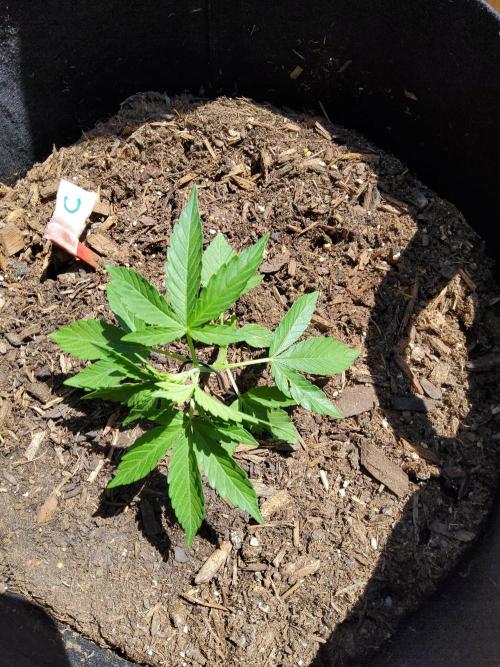 CO outdoor Northern Lights Auto 2026. Week 5
