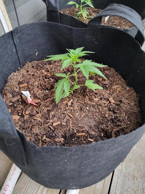 CO outdoor Northern Lights Auto 2026. Week 5