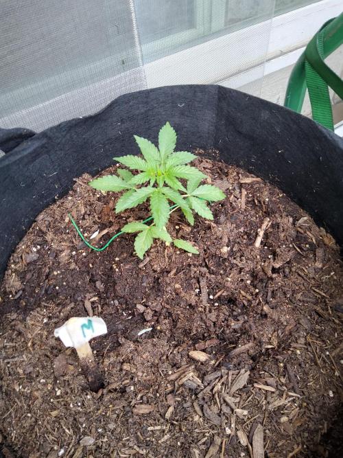 CO outdoor Northern Lights Auto 2026. Week 5