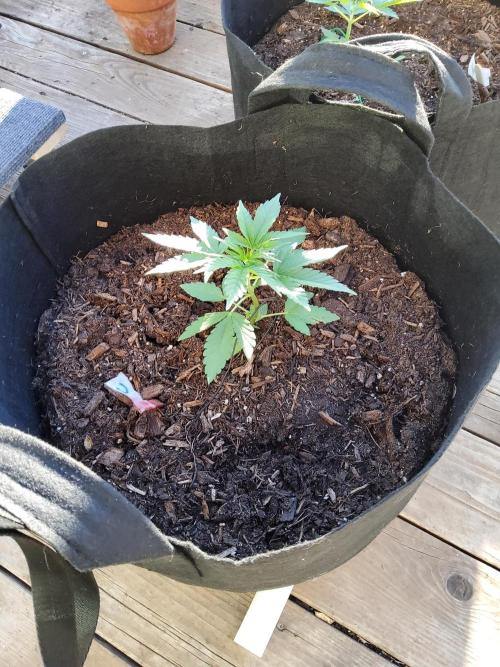 CO outdoor Northern Lights Auto 2026. Week 5