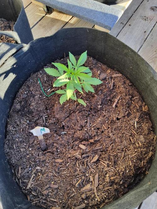 CO outdoor Northern Lights Auto 2026. Week 5