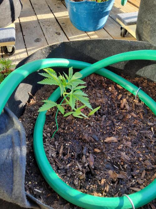 CO outdoor Northern Lights Auto 2026. Week 5