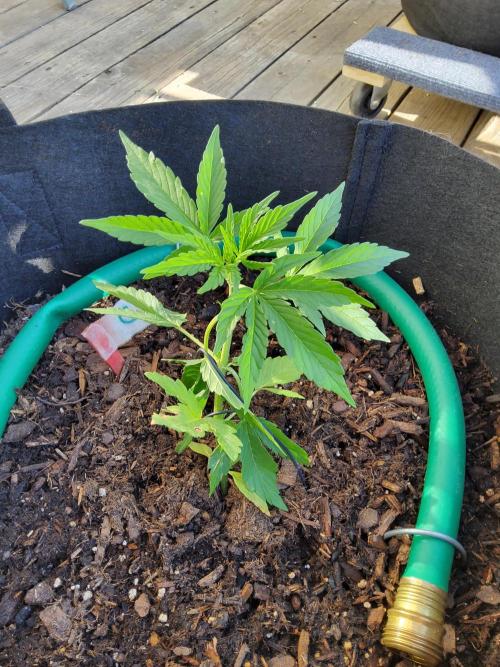 CO outdoor Northern Lights Auto 2026. Week 5