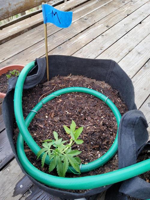 CO outdoor Northern Lights Auto 2026. Week 5