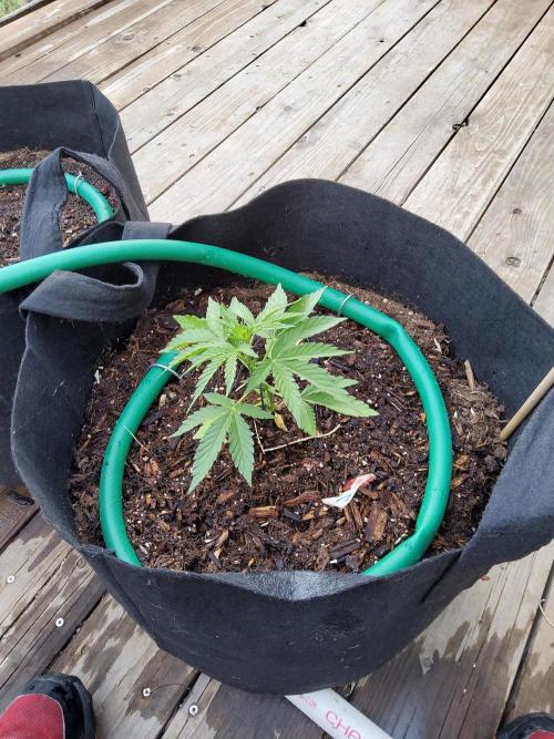 FoxFarm Original Planting Mix. Week 5