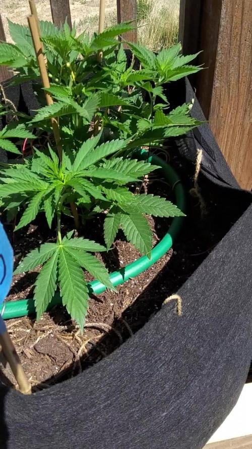 Durban Poison CO grow 2026