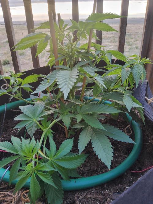Durban Poison CO grow 2026. Week 9