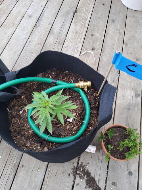 CO outdoor Northern Lights Auto 2026. Week 6