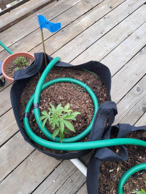 CO outdoor Northern Lights Auto 2026. Week 6