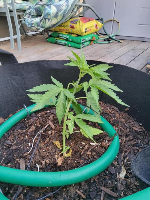 CO outdoor Northern Lights Auto 2026. Week 6
