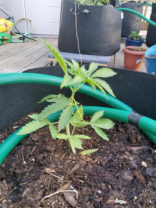 CO outdoor Northern Lights Auto 2026. Week 6