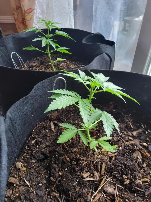 CO outdoor Northern Lights Auto 2026. Week 6