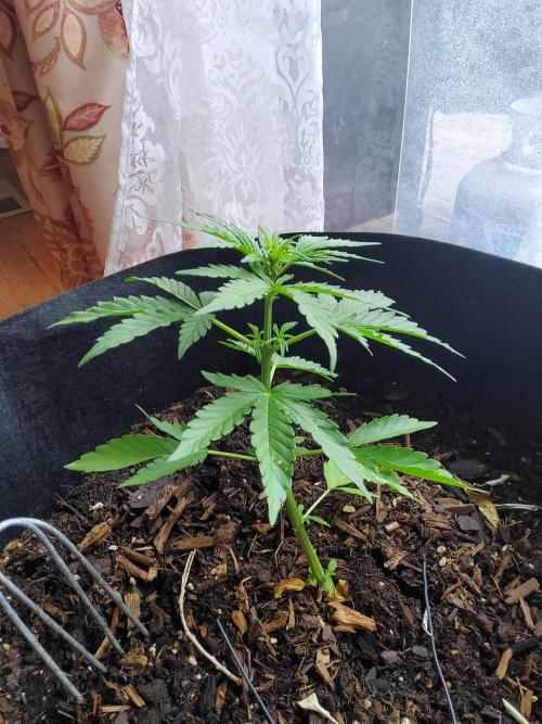 CO outdoor Northern Lights Auto 2026. Week 6