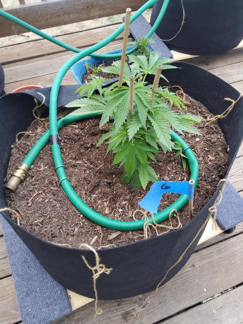 Durban Poison CO grow 2026. Week 10