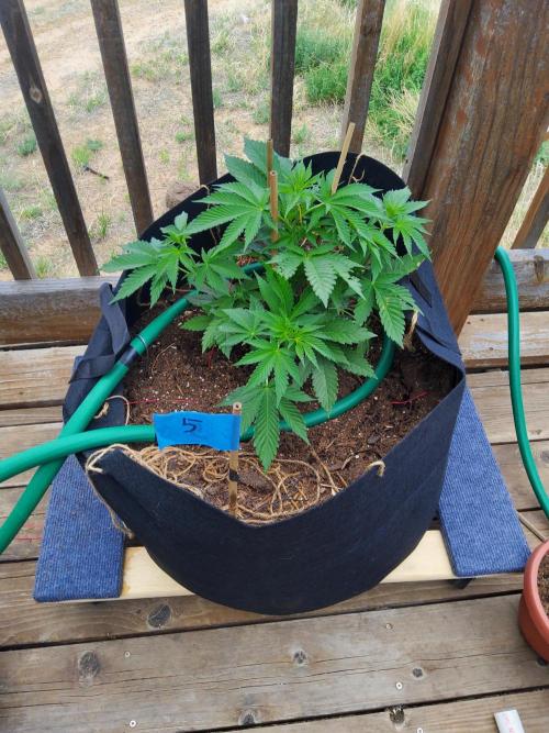 Durban Poison CO grow 2026. Week 10