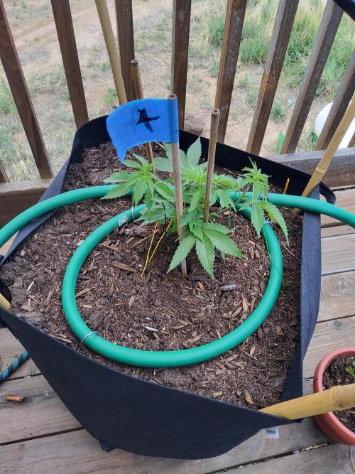 Durban Poison CO grow 2026. Week 10