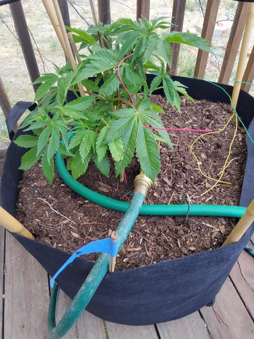 Durban Poison CO grow 2026. Week 10