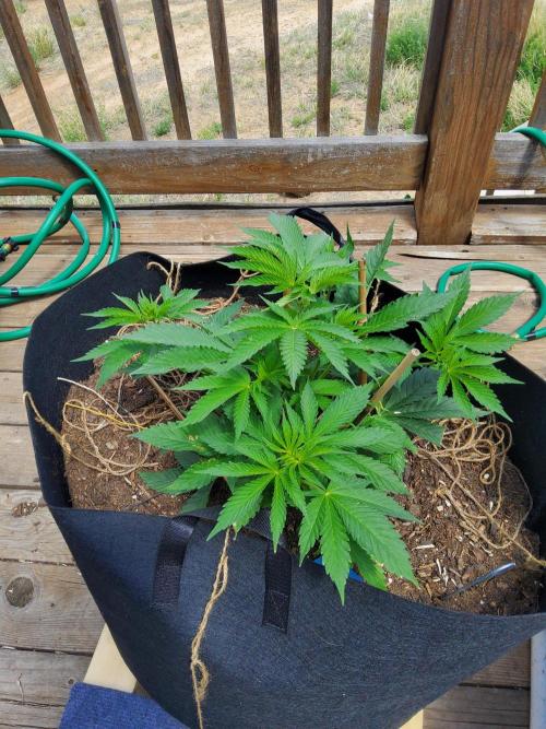 Durban Poison CO grow 2026. Week 10
