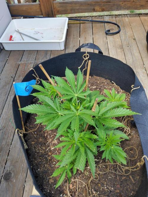 Durban Poison CO grow 2026. Week 10