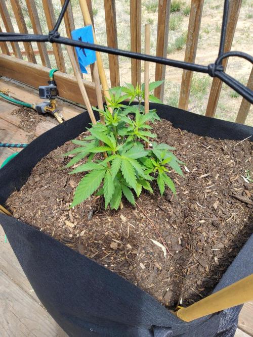 Durban Poison CO grow 2026. Week 10