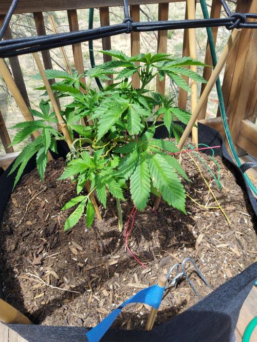 Durban Poison CO grow 2026. Week 10