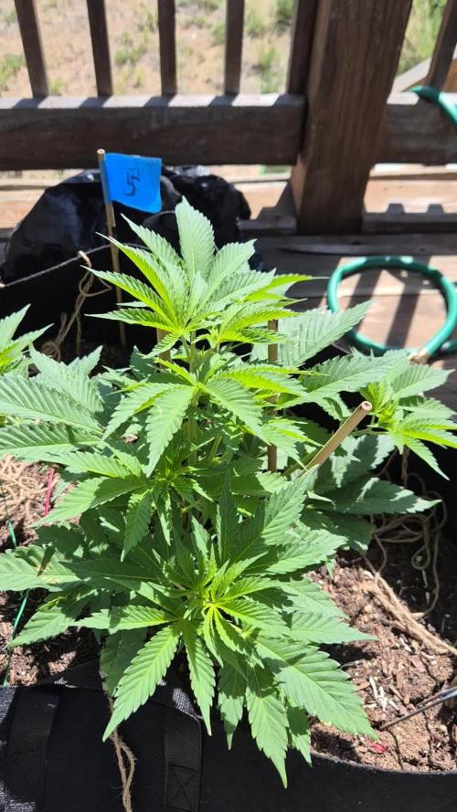 Durban Poison CO grow 2026