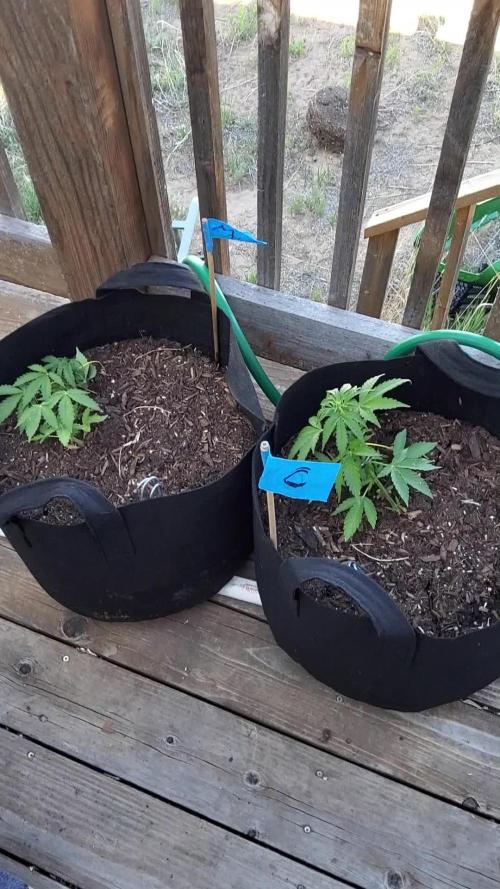 Durban Poison CO grow 2026