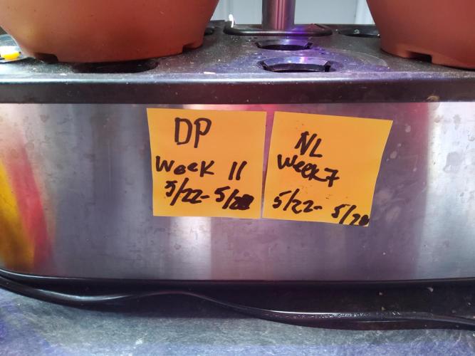 Durban Poison CO grow 2026. Week 11