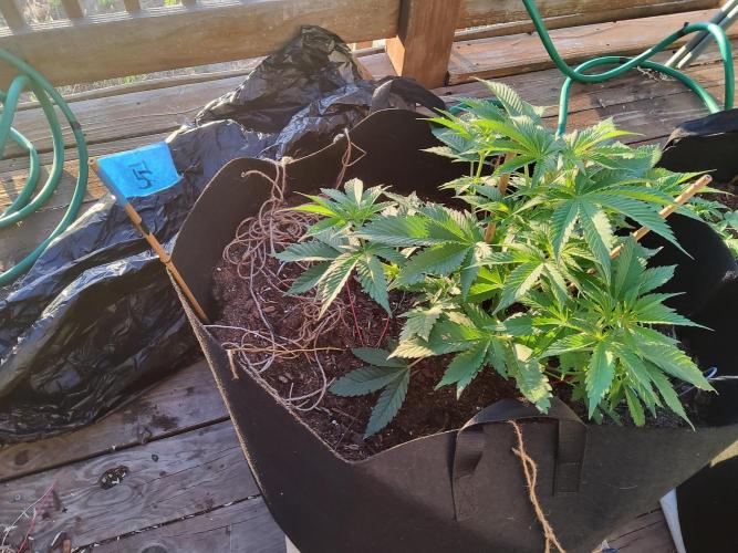 Durban Poison CO grow 2026. Week 11