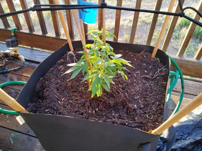 Durban Poison CO grow 2026. Week 11