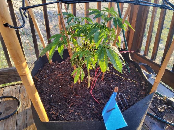 Durban Poison CO grow 2026. Week 11