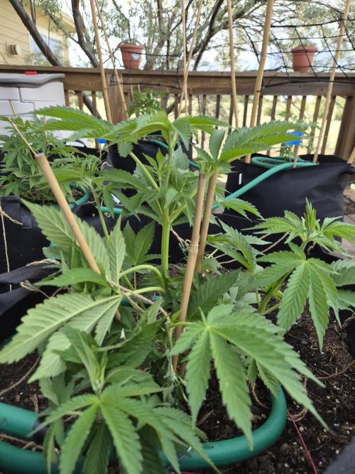 Durban Poison CO grow 2026. Week 11