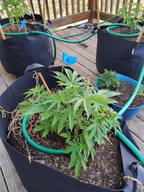 Durban Poison CO grow 2026. Week 11