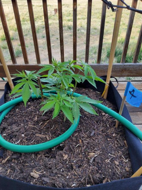 Durban Poison CO grow 2026. Week 11