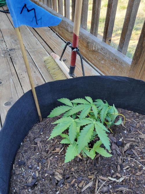 Northern Lights Auto CO outdoor 2026. Week 7