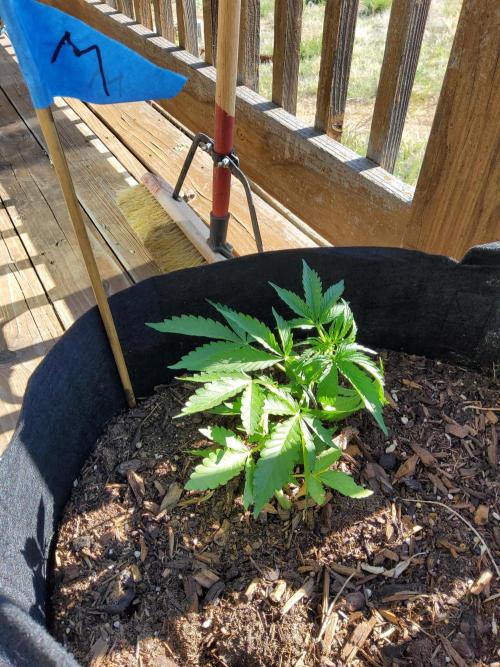 Northern Lights Auto CO outdoor 2026. Week 7