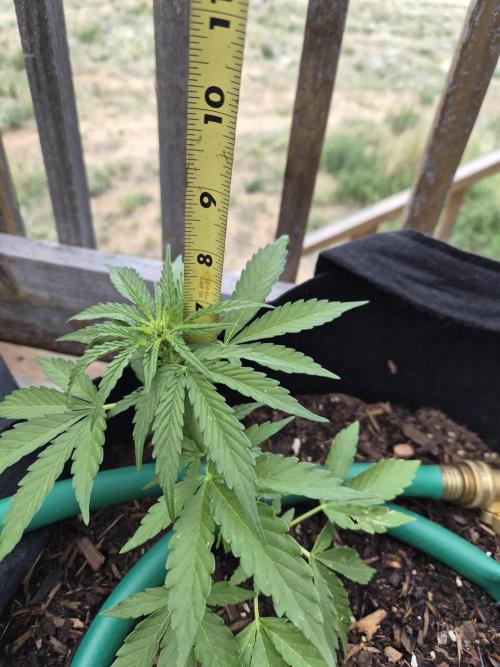 Northern Lights Auto CO outdoor 2026. Week 7