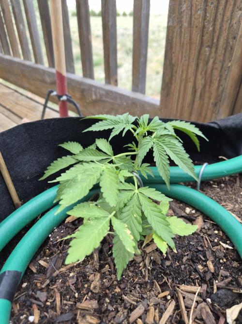 Northern Lights Auto CO outdoor 2026. Week 7