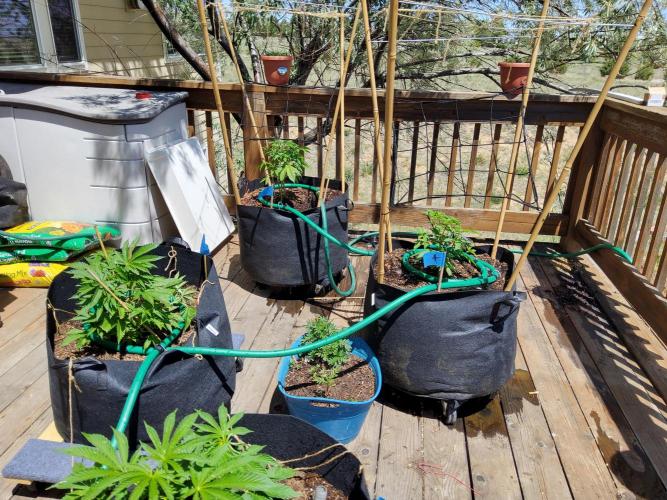 Northern Lights Auto CO outdoor 2026. Week 7