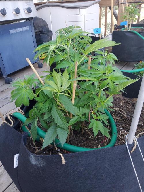 Durban Poison CO grow 2026. Week 12