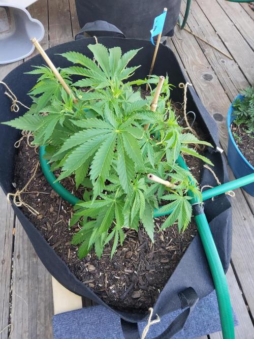 Durban Poison CO grow 2026. Week 12
