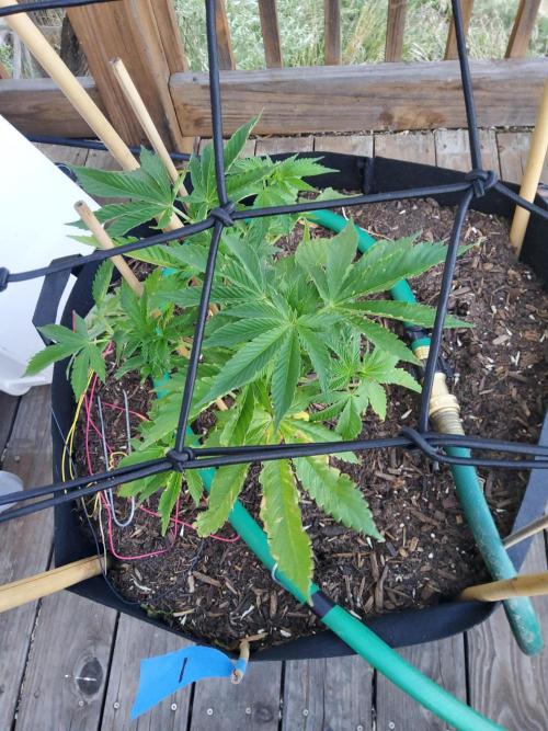 Durban Poison CO grow 2026. Week 12