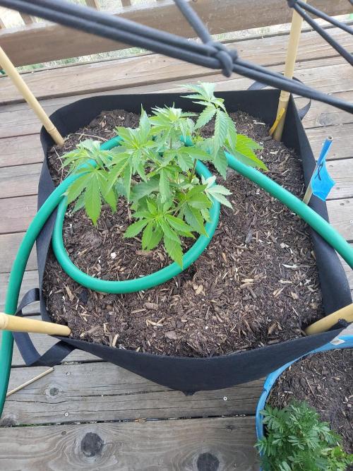 Durban Poison CO grow 2026. Week 12