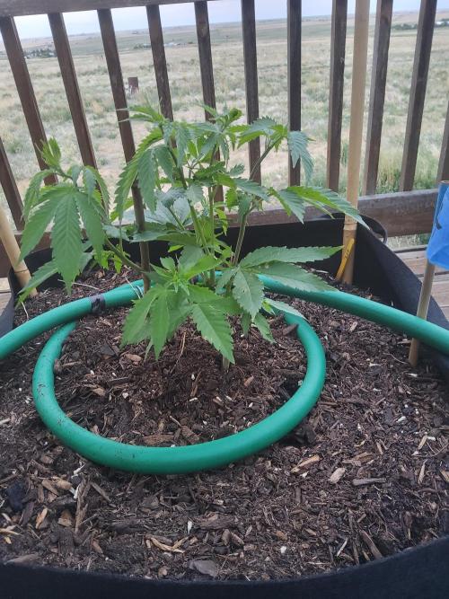 Durban Poison CO grow 2026. Week 12