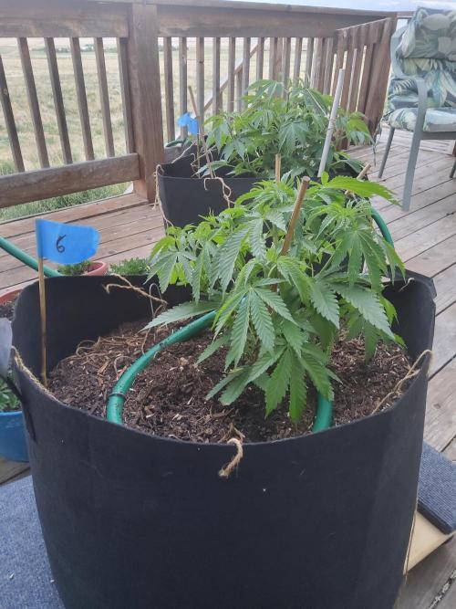 Durban Poison CO grow 2026. Week 12