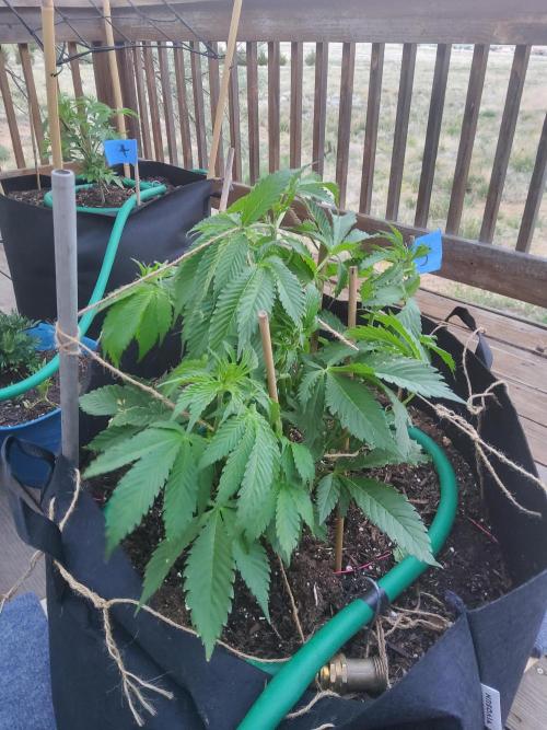 Durban Poison CO grow 2026. Week 12