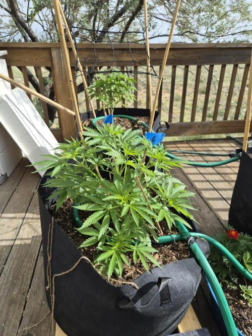 Durban Poison CO grow 2026. Week 12
