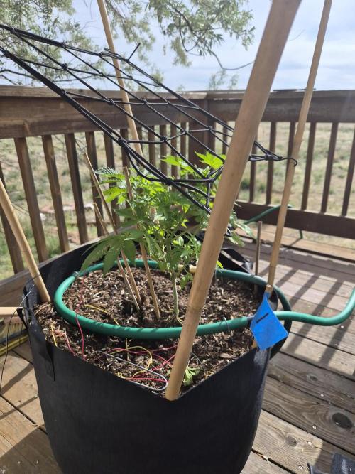 Durban Poison CO grow 2026. Week 12
